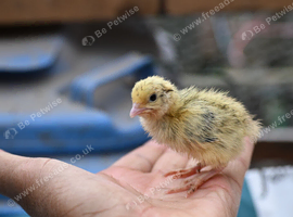 50 Quails (4 Weeks old) avail
