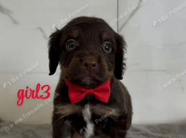 cocker spaniel puppies chocolate&tan