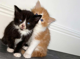 4 gorgeous kittens for sales (8weeks) ready for their for ever home