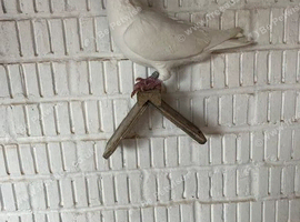 2 X Meuleman Cock birds, &pound;60