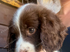 Sprocker puppy&rsquo;s