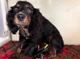 Kc Black and Tan boys only 17 dna health tested clear