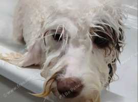 Dog & cat grooming