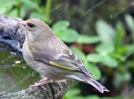 GREEN FINCH HENS WANTED!