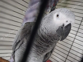 African grey for sale