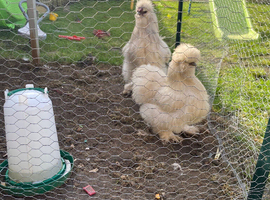 Breeding pair