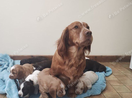 Cocker Spaniel Puppies