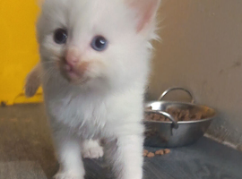 Cheap Gorgeous fully white fluffy kitten for sale