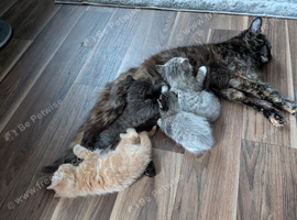 3 beautiful kittens looking for forever homes