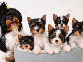 Beautiful tiny little fluffy puppies 2 girls