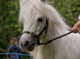 Miniature Shetland Mare