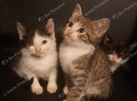 Beautiful little kittens