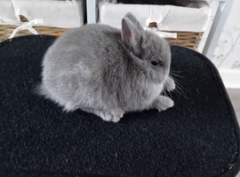Pure Netherland Dwarf babies