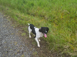 Wee buddy