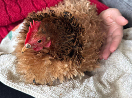 A gorgeous frizzle chicken for sale