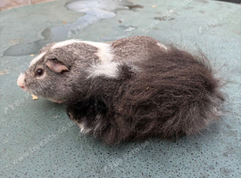 Pair