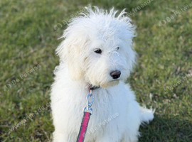 Goldendoodle Health tested parents