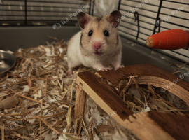 Male Syrian Hamster - plus everything