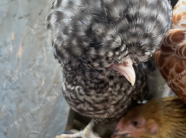 Polish Pullets