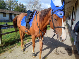 16.3 chestnut 8yr old gelding