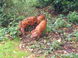 8wk old Pure Oxford Sandy Black pigs M&F