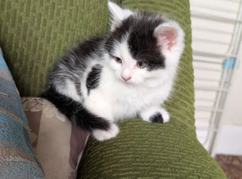 2 male kittens