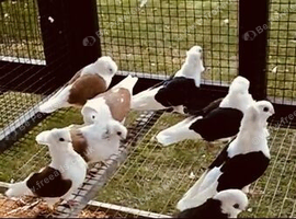 German owl fancy pigeons