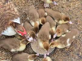 Muscovy ducklings