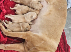 Kc reg labrador puppis red/yellow