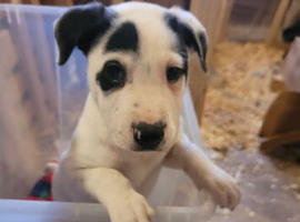 Adorable collie x pups, loving intelligent and loyal