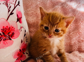 Main coon cross ginger and calico