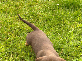 Gorgeous Dachshund puppies for sale