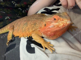 Male bearded dragon with viv
