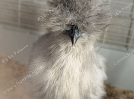 Silkie growers - grey / paint