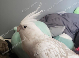 White cockatiel with black wings tamed
