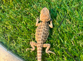 Baby bearded dragons available now
