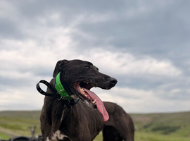 Working Lurcher deerhound cross