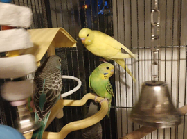 Beautiful baby budgies
