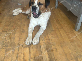 Female Saint Bernard