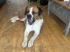 Female saint bernard