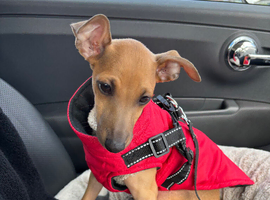 Stunning Italian greyhound boy