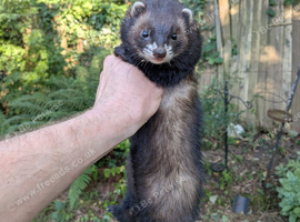 Ferret black self