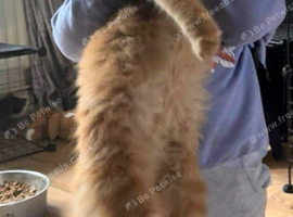 Red Mainecoon male