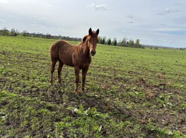 American Quarter Horse Striking rich chestnut 2024 -  "Freddie"