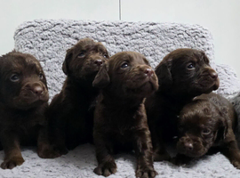 Cockerdor puppies cockador puppies