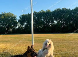 Samoyed female german shepherd male