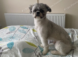 2 Years Old Male Shih Tzu Vet Checked