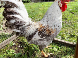 CREAM LEGBAR COCKEREL