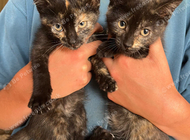 2 tortoiseshell female kittens