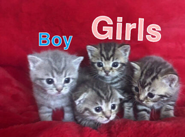 Beautiful Scottish fold kittens